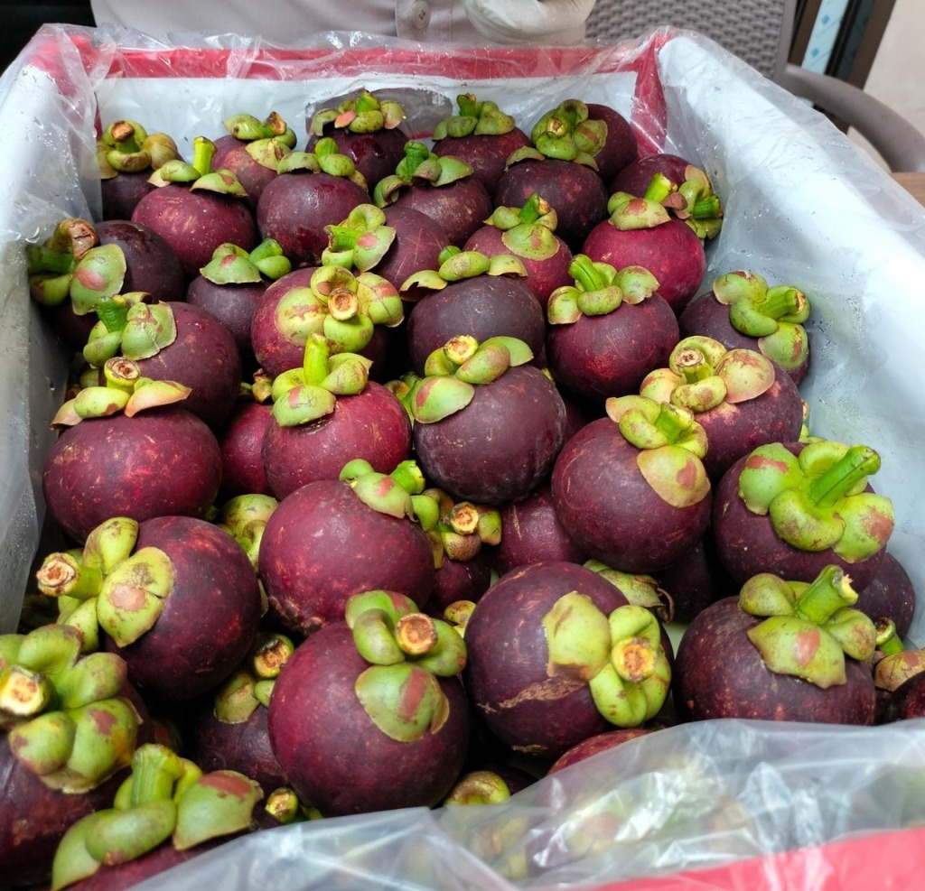Fresh Indonesian Mangosteen Grade 5A (Standard Export 95-120g)